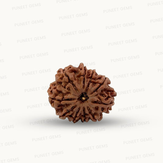 Natural 10 Mukhi Rudraksha – Empowered Protection & Divine Shield