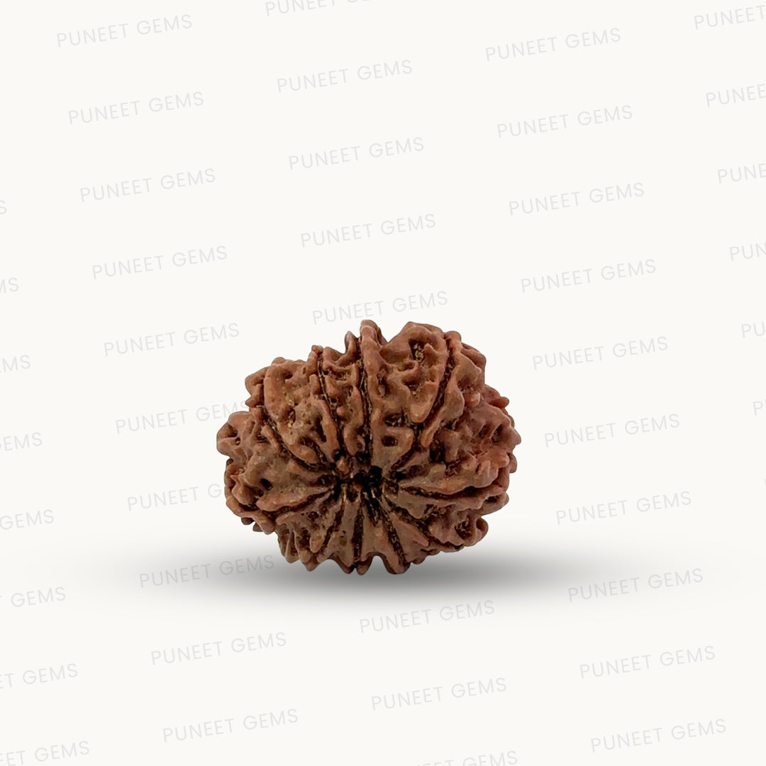 Natural 10 Mukhi Rudraksha – Empowered Protection & Divine Shield