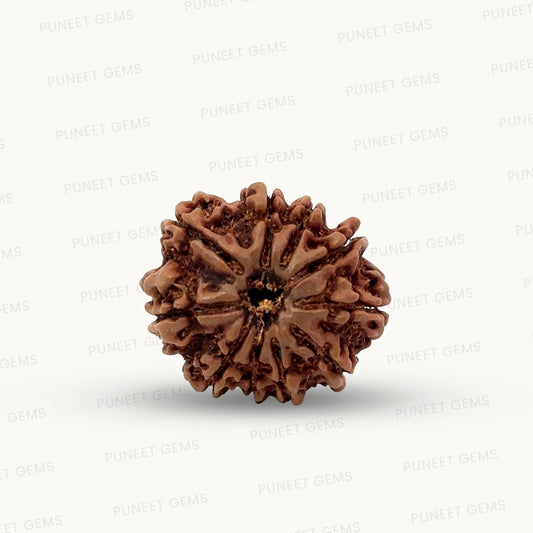 Natural 10 Mukhi Rudraksha – Empowered Protection & Divine Shield