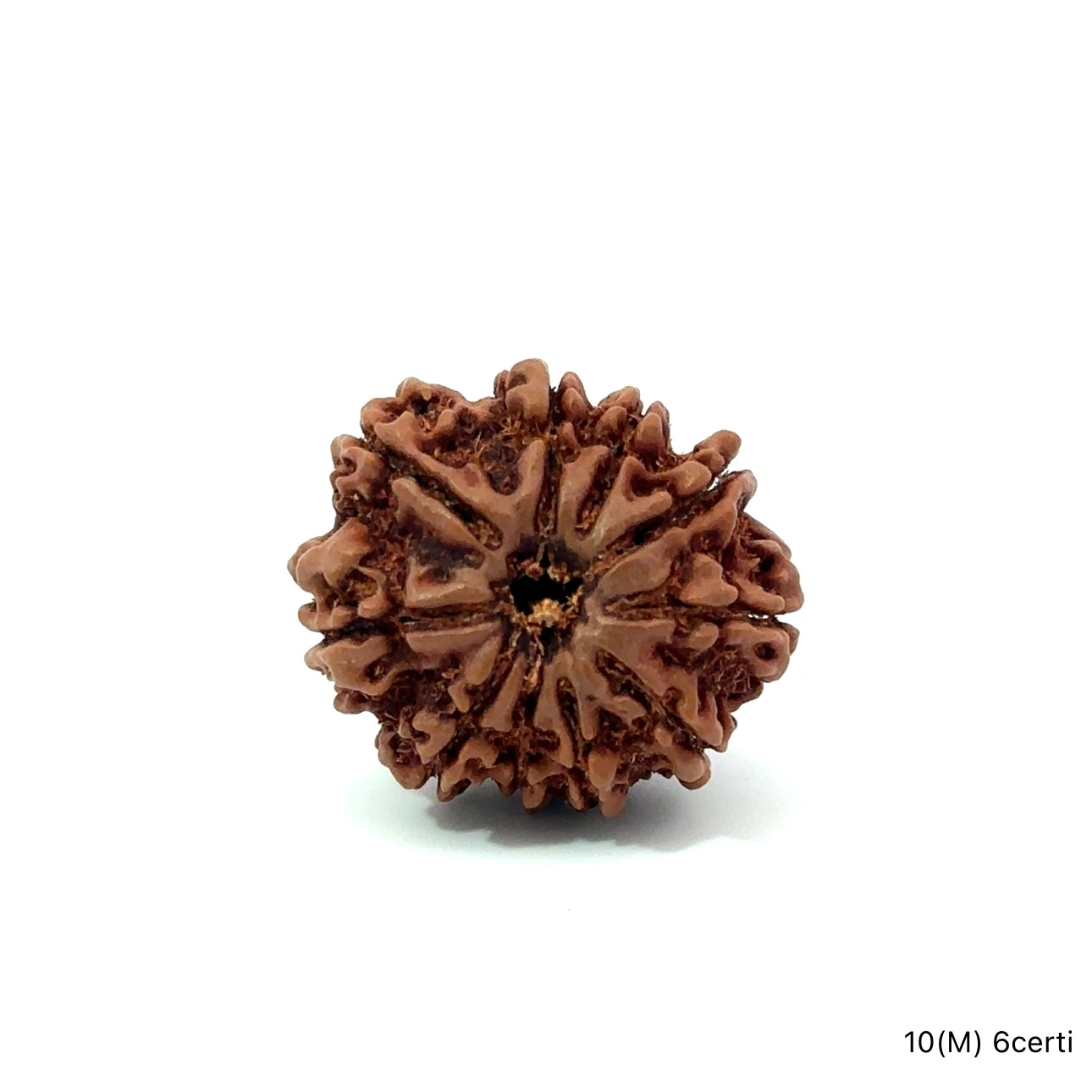 Natural 10 Mukhi Rudraksha – Empowered Protection & Divine Shield