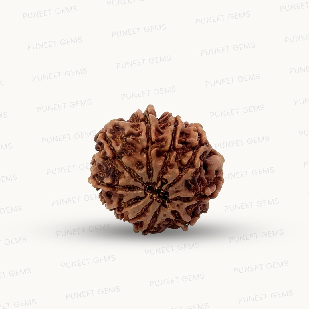 Natural 10 Mukhi Rudraksha – Empowered Protection & Divine Shield