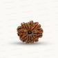 Natural 10 Mukhi Rudraksha – Empowered Protection & Divine Shield