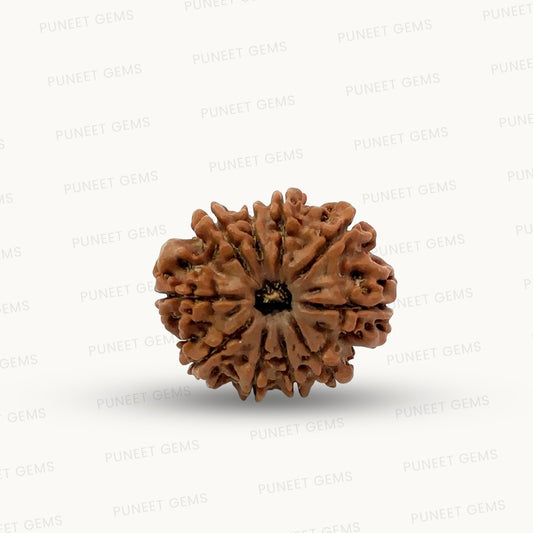 Natural 10 Mukhi Rudraksha – Empowered Protection & Divine Shield