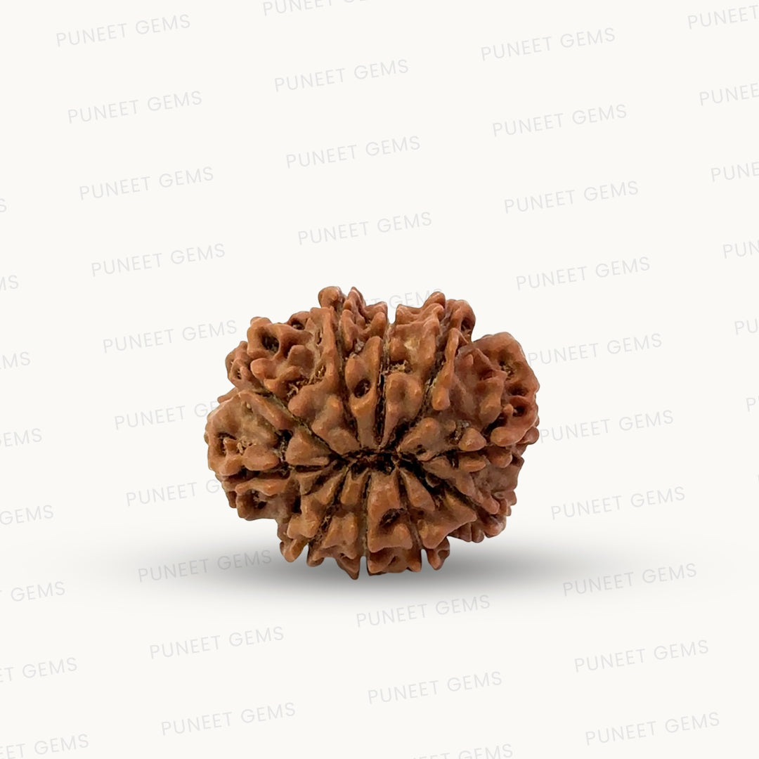 Natural 10 Mukhi Rudraksha – Empowered Protection & Divine Shield