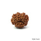 Natural 10 Mukhi Rudraksha – Empowered Protection & Divine Shield