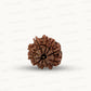 Natural 10 Mukhi Rudraksha – Empowered Protection & Divine Shield