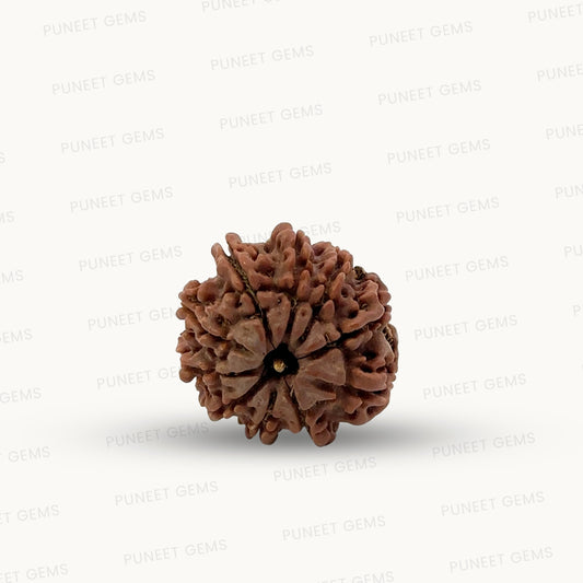 Natural 10 Mukhi Rudraksha – Empowered Protection & Divine Shield