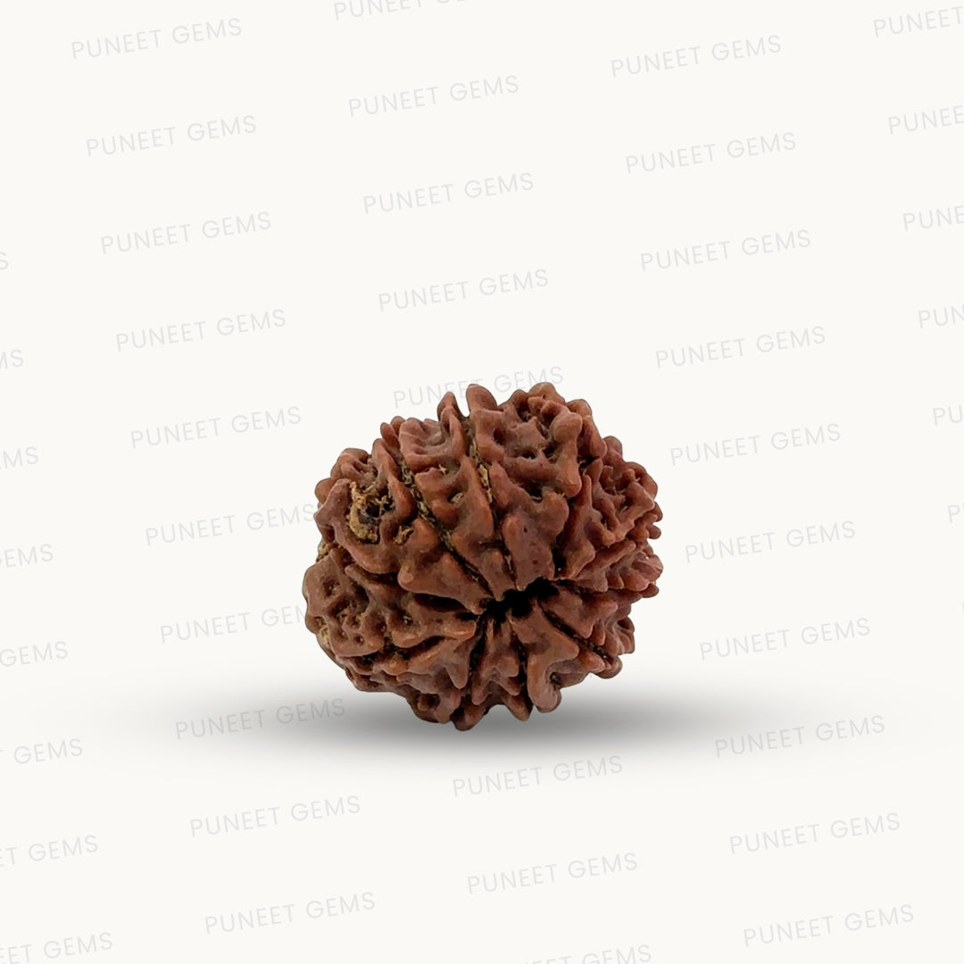 Natural 10 Mukhi Rudraksha – Empowered Protection & Divine Shield