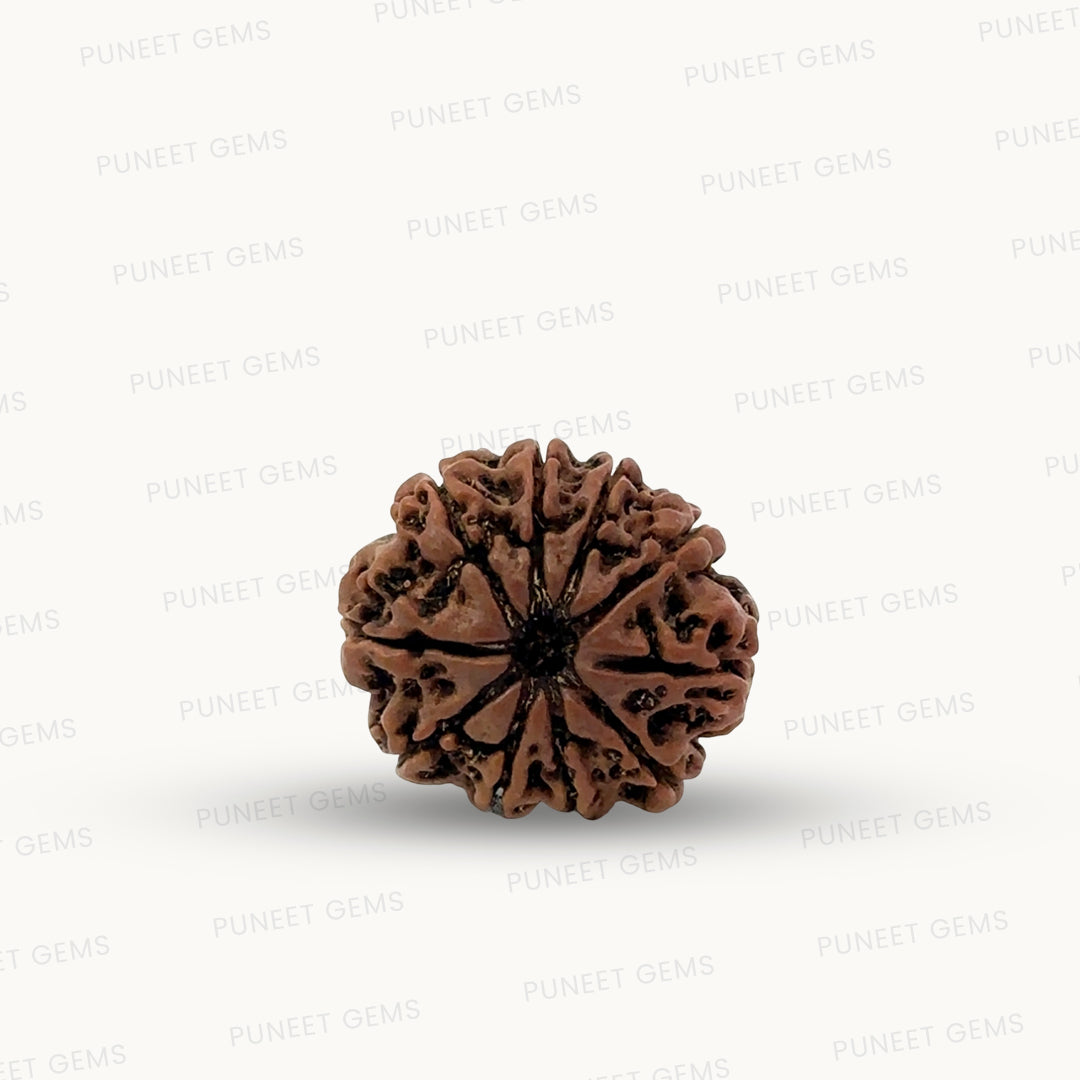 Natural 10 Mukhi Rudraksha – Empowered Protection & Divine Shield