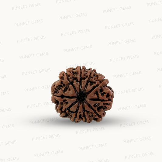 Natural 10 Mukhi Rudraksha – Empowered Protection & Divine Shield