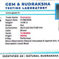 🌿 14 Mukhi Nepali Rudraksha (Natural & Certified). Medium