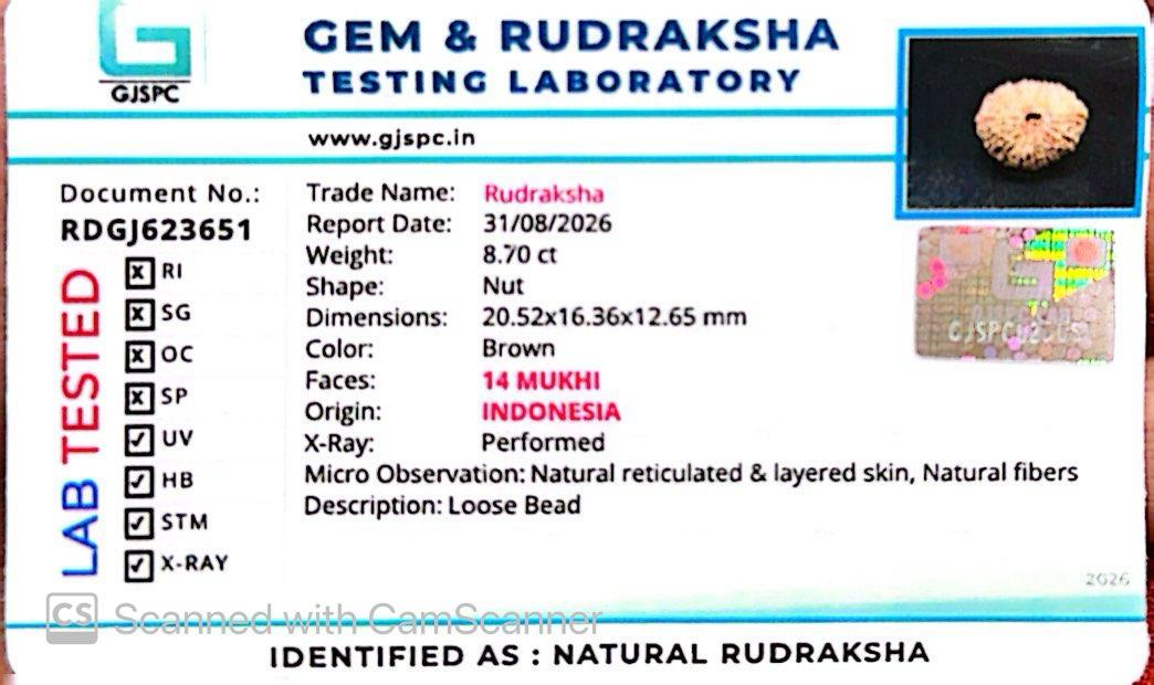 🌿 14 Mukhi Nepali Rudraksha (Natural & Certified). Super collective
