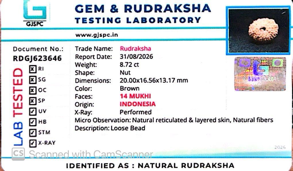 🌿 14 Mukhi Nepali Rudraksha (Natural & Certified). Super collective
