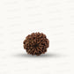 Natural 10 Mukhi Rudraksha – Empowered Protection & Divine Shield