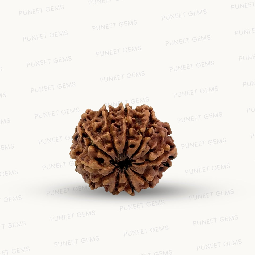 Natural 10 Mukhi Rudraksha – Empowered Protection & Divine Shield