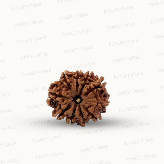 Natural 10 Mukhi Rudraksha – Empowered Protection & Divine Shield