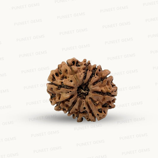 Natural 10 Mukhi Rudraksha – Empowered Protection & Divine Shield
