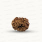 Natural 10 Mukhi Rudraksha – Empowered Protection & Divine Shield