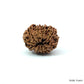 Natural 10 Mukhi Rudraksha – Empowered Protection & Divine Shield