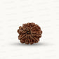 Natural 10 Mukhi Rudraksha – Empowered Protection & Divine Shield