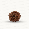 Natural 10 Mukhi Rudraksha – Empowered Protection & Divine Shield