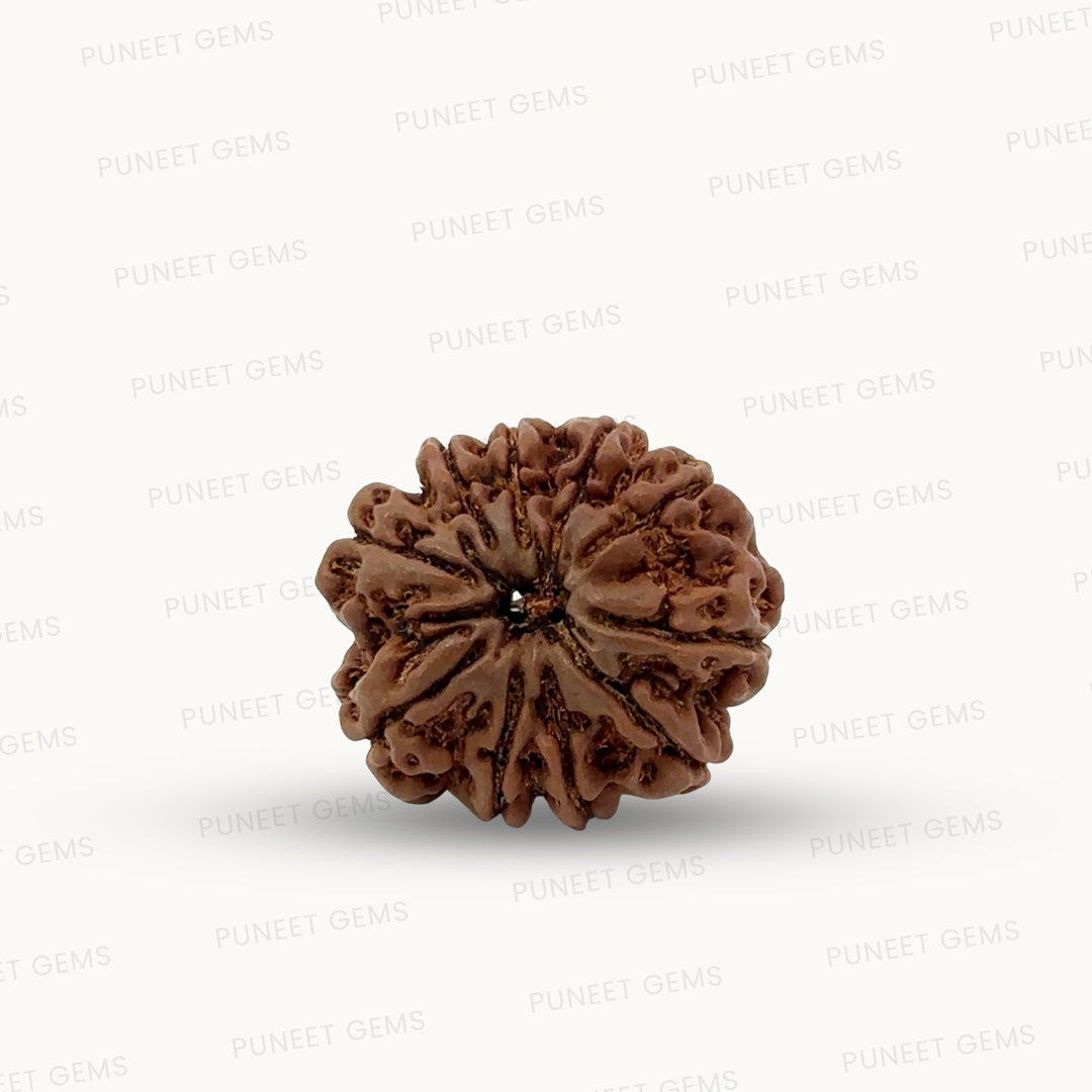 Natural 10 Mukhi Rudraksha – Empowered Protection & Divine Shield