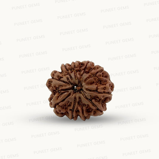 Natural 10 Mukhi Rudraksha – Empowered Protection & Divine Shield
