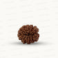 Natural 10 Mukhi Rudraksha – Empowered Protection & Divine Shield