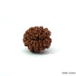 Natural 10 Mukhi Rudraksha – Empowered Protection & Divine Shield