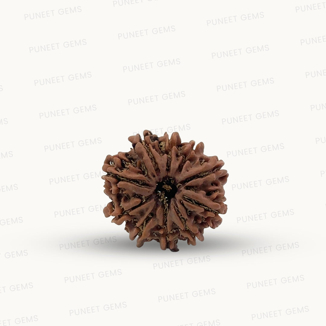 Natural 10 Mukhi Rudraksha – Empowered Protection & Divine Shield