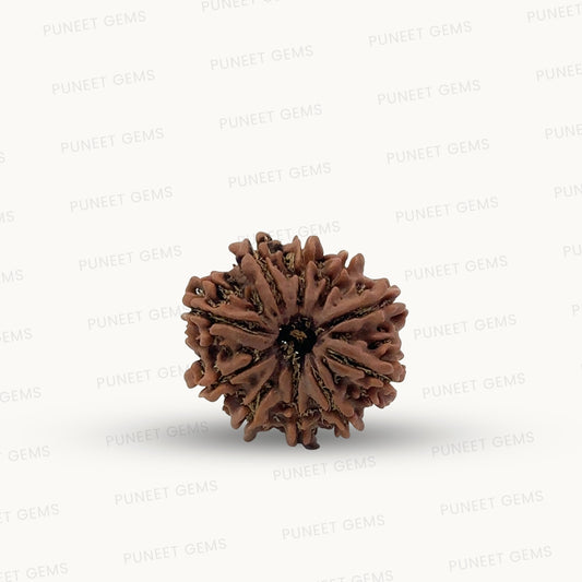 Natural 10 Mukhi Rudraksha – Empowered Protection & Divine Shield