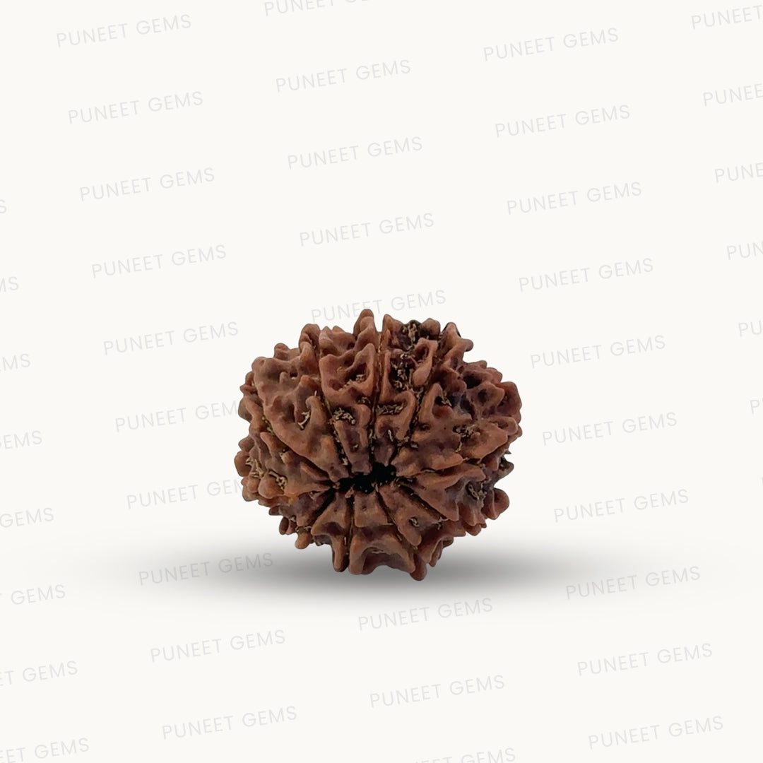 Natural 10 Mukhi Rudraksha – Empowered Protection & Divine Shield