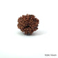 Natural 10 Mukhi Rudraksha – Empowered Protection & Divine Shield