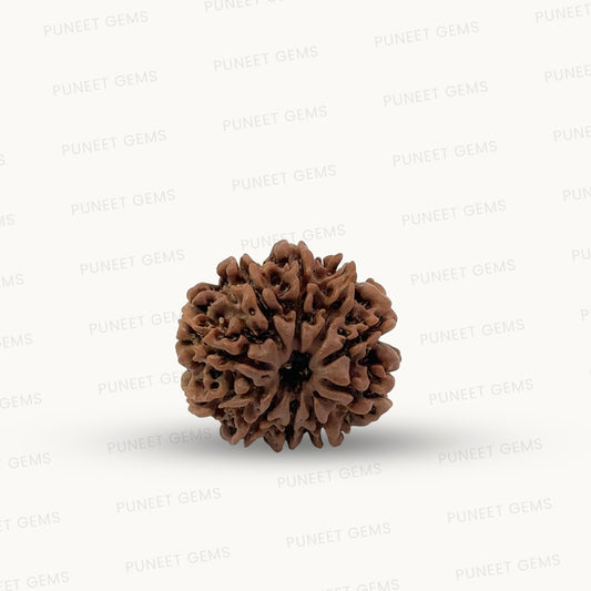 Natural 10 Mukhi Rudraksha – Empowered Protection & Divine Shield