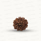 Natural 10 Mukhi Rudraksha – Empowered Protection & Divine Shield