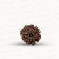 Natural 10 Mukhi Rudraksha – Empowered Protection & Divine Shield