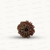Natural 10 Mukhi Rudraksha – Empowered Protection & Divine Shield