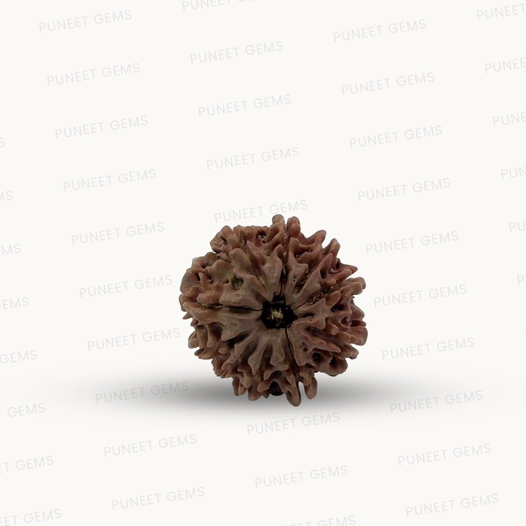 Natural 10 Mukhi Rudraksha – Empowered Protection & Divine Shield