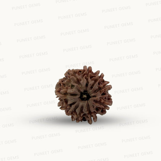 Natural 10 Mukhi Rudraksha – Empowered Protection & Divine Shield