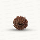 Natural 10 Mukhi Rudraksha – Empowered Protection & Divine Shield