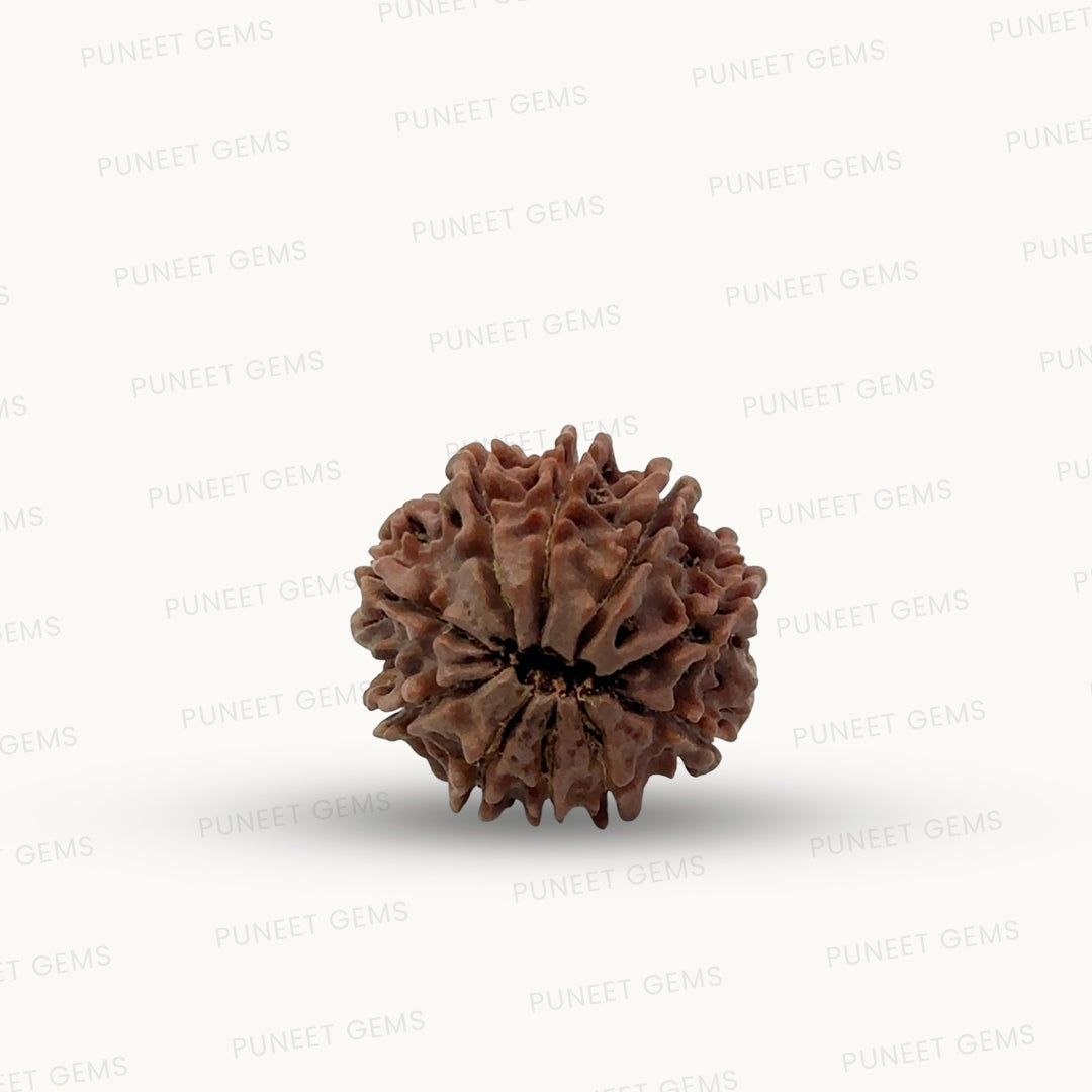 Natural 10 Mukhi Rudraksha – Empowered Protection & Divine Shield