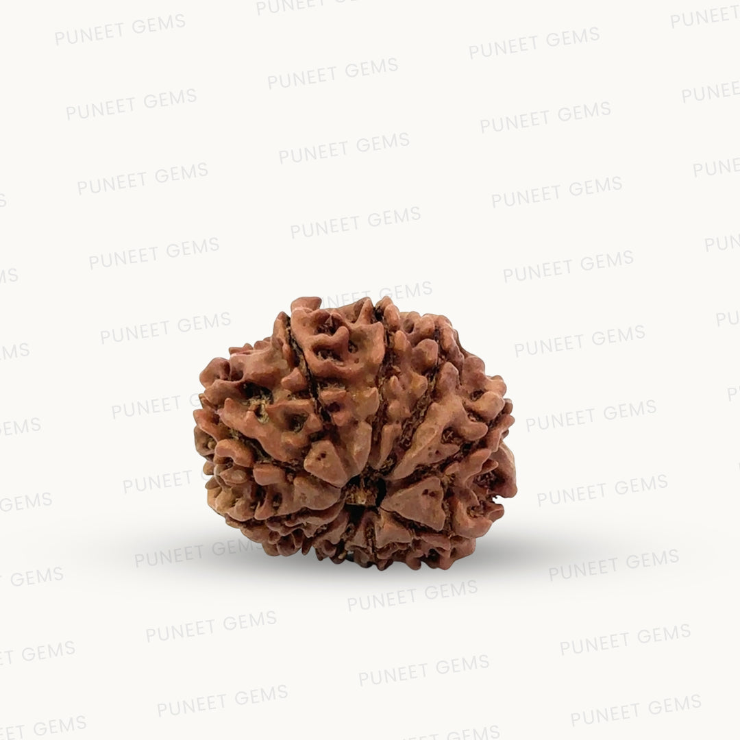 Natural 10 Mukhi Rudraksha – Empowered Protection & Divine Shield