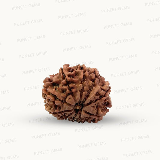 Natural 10 Mukhi Rudraksha – Empowered Protection & Divine Shield