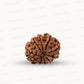 Natural 10 Mukhi Rudraksha – Empowered Protection & Divine Shield