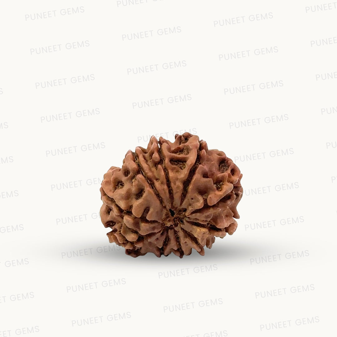 Natural 10 Mukhi Rudraksha – Empowered Protection & Divine Shield