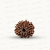 Natural 10 Mukhi Rudraksha – Empowered Protection & Divine Shield