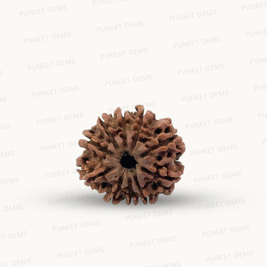 Natural 10 Mukhi Rudraksha – Empowered Protection & Divine Shield