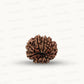 Natural 10 Mukhi Rudraksha – Empowered Protection & Divine Shield