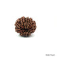 Natural 10 Mukhi Rudraksha – Empowered Protection & Divine Shield
