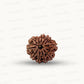 Natural 10 Mukhi Rudraksha – Empowered Protection & Divine Shield